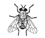 diptera