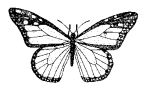 lepidoptera
