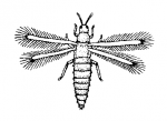 thysanoptera
